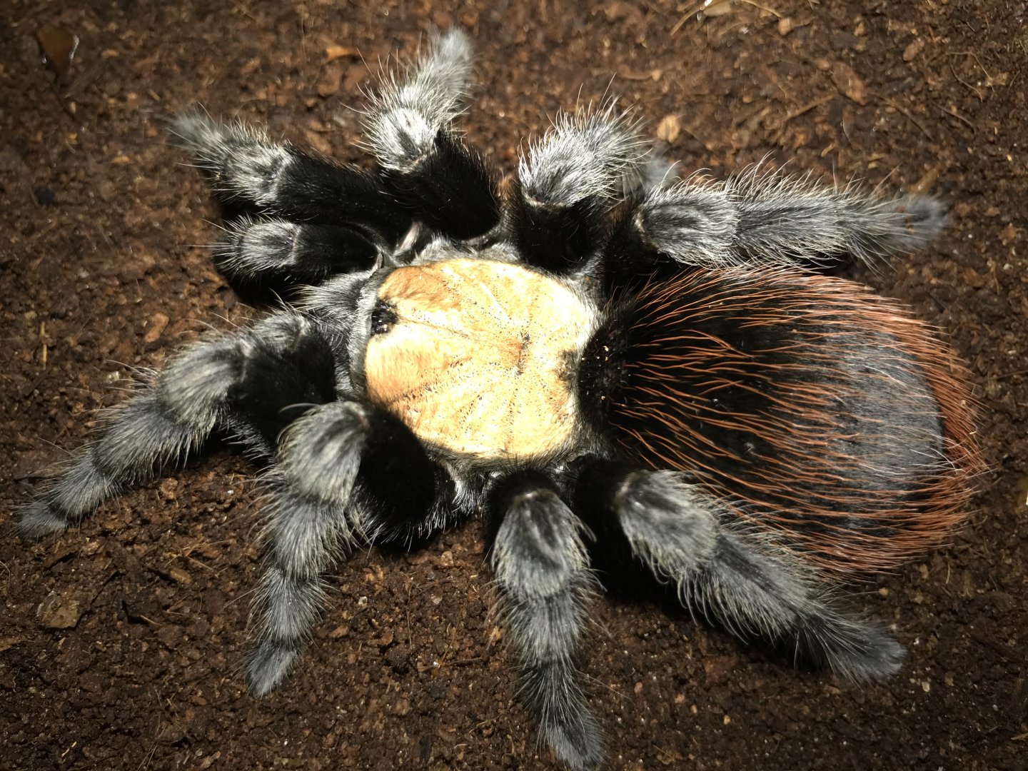 Brachypelma albiceps