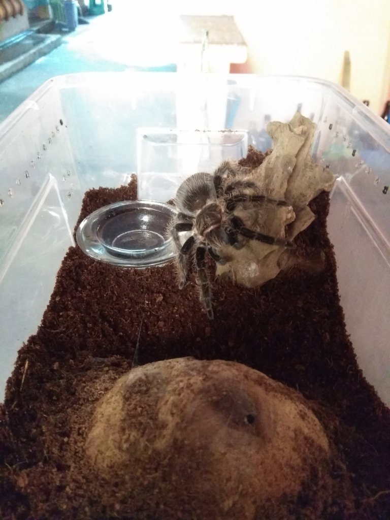 Brachypelma Albopilisum