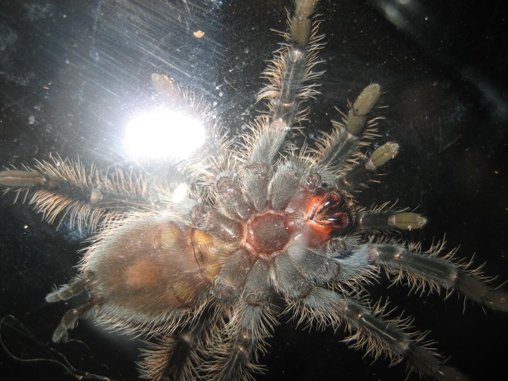 Brachypelma albopilosa