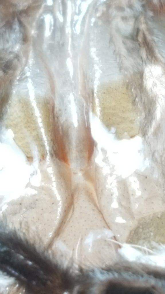 Brachypelma albopilosum ~3" DLS