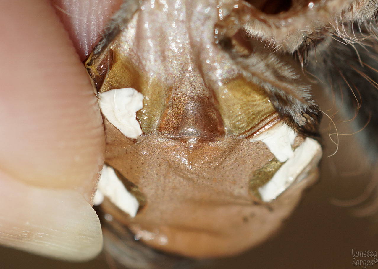 Brachypelma albopilosum - 3" Male