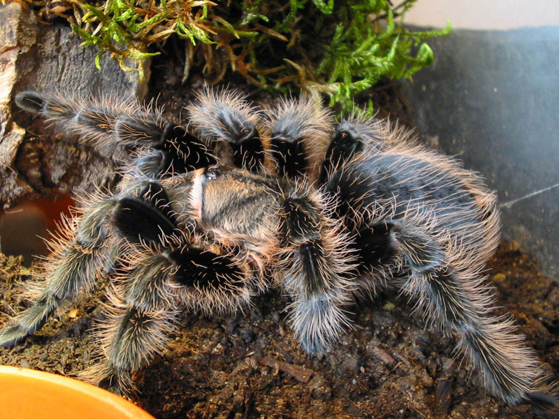 brachypelma albopilosum adult ile ilgili gÃ¶rsel sonucu