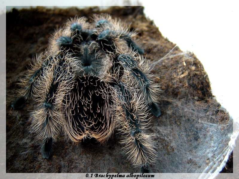 Brachypelma albopilosum - female