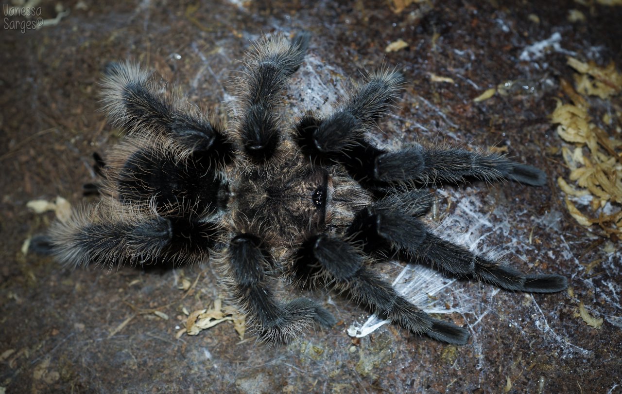 Brachypelma albopilosum Mature Male - Basil