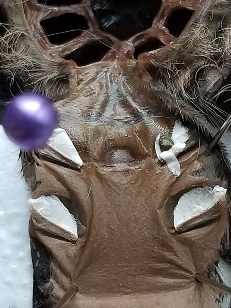 Brachypelma albopilosum [molt sexing]