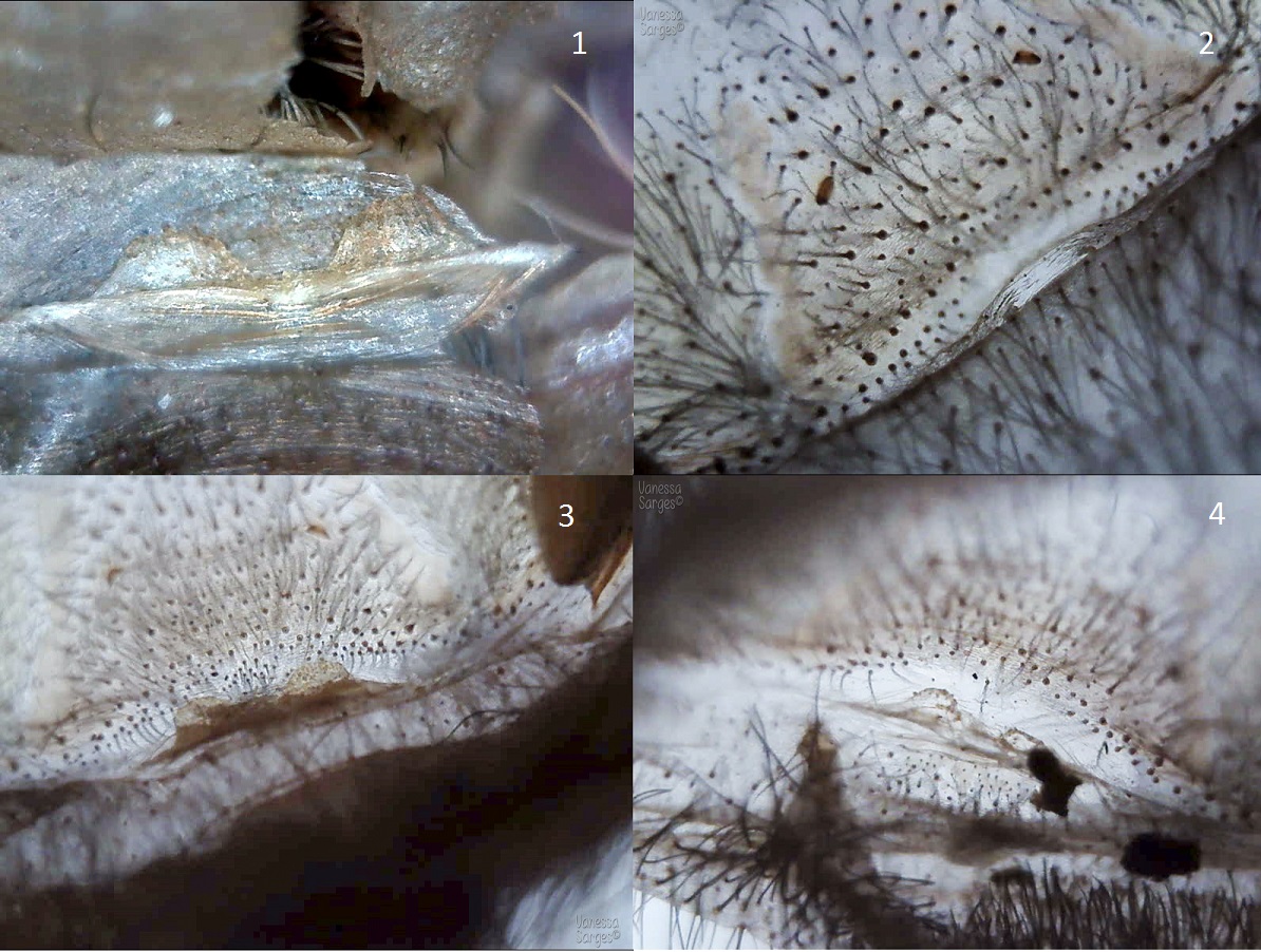 Brachypelma albopilosum Nicaragua x4 - all ~2"