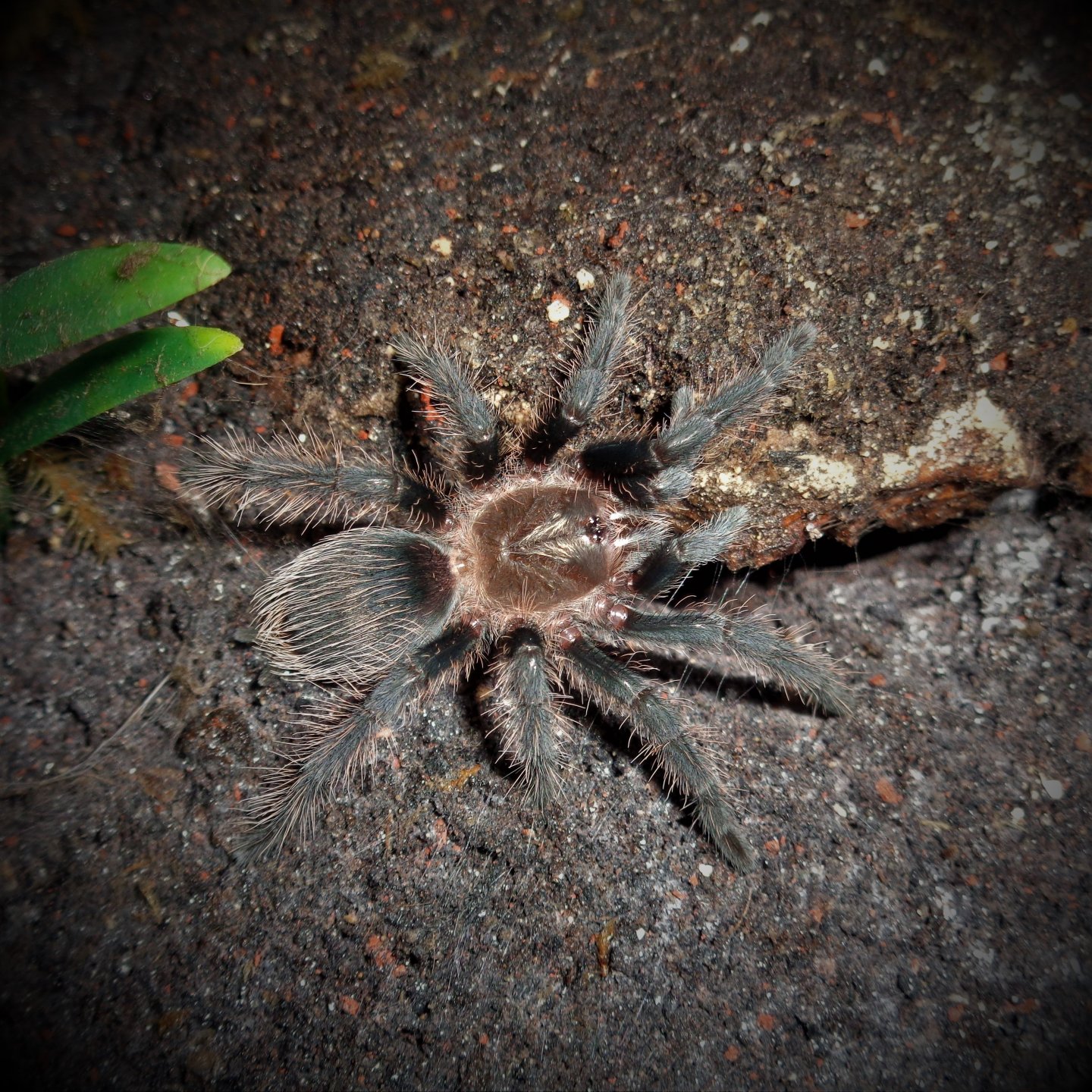 Brachypelma albopilosum (Nicaragua)