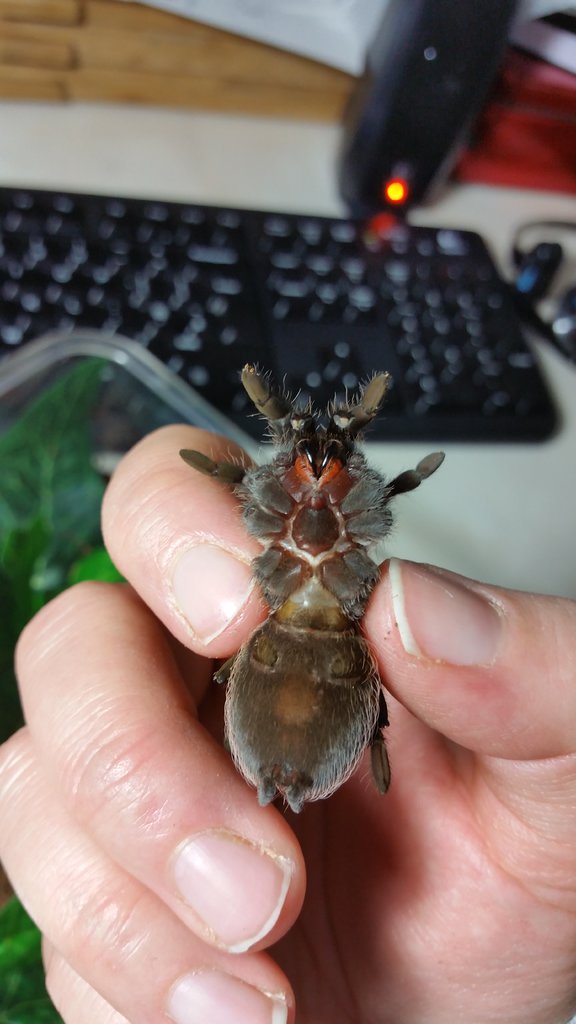 brachypelma albopilosum sex?