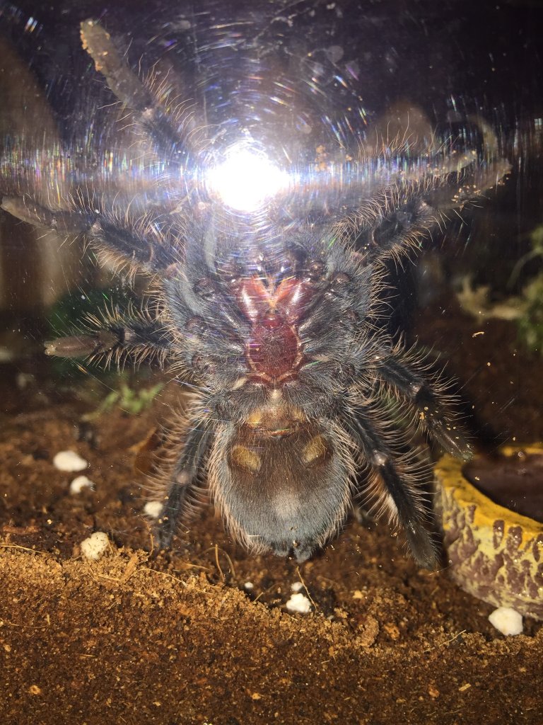 brachypelma albopilosum sexing