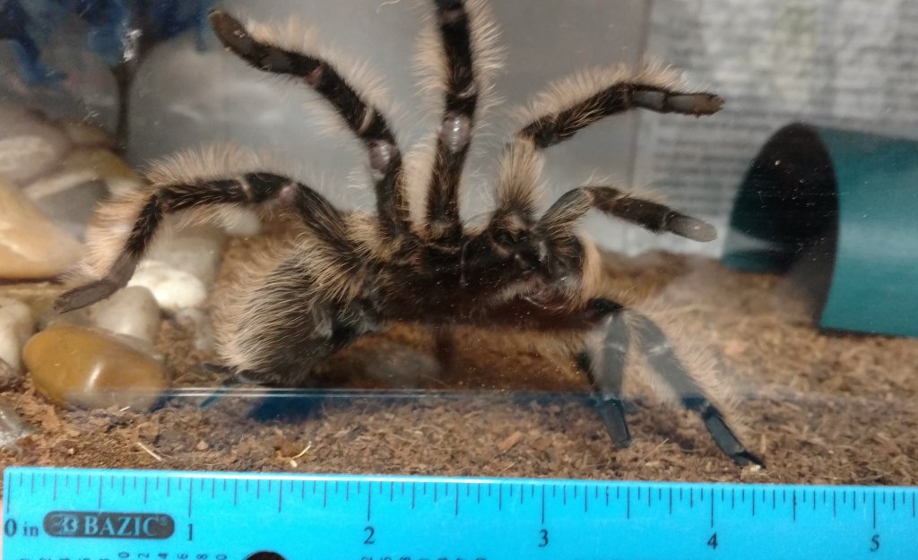 Brachypelma Albopilosum - Size?