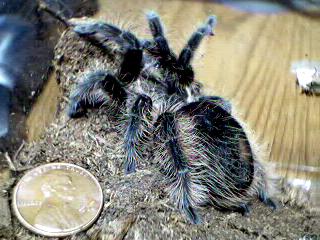 Brachypelma albopilosum