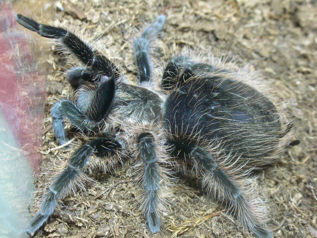 Brachypelma albopilosum