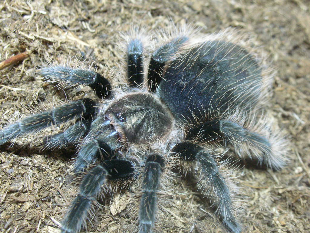 Brachypelma albopilosum