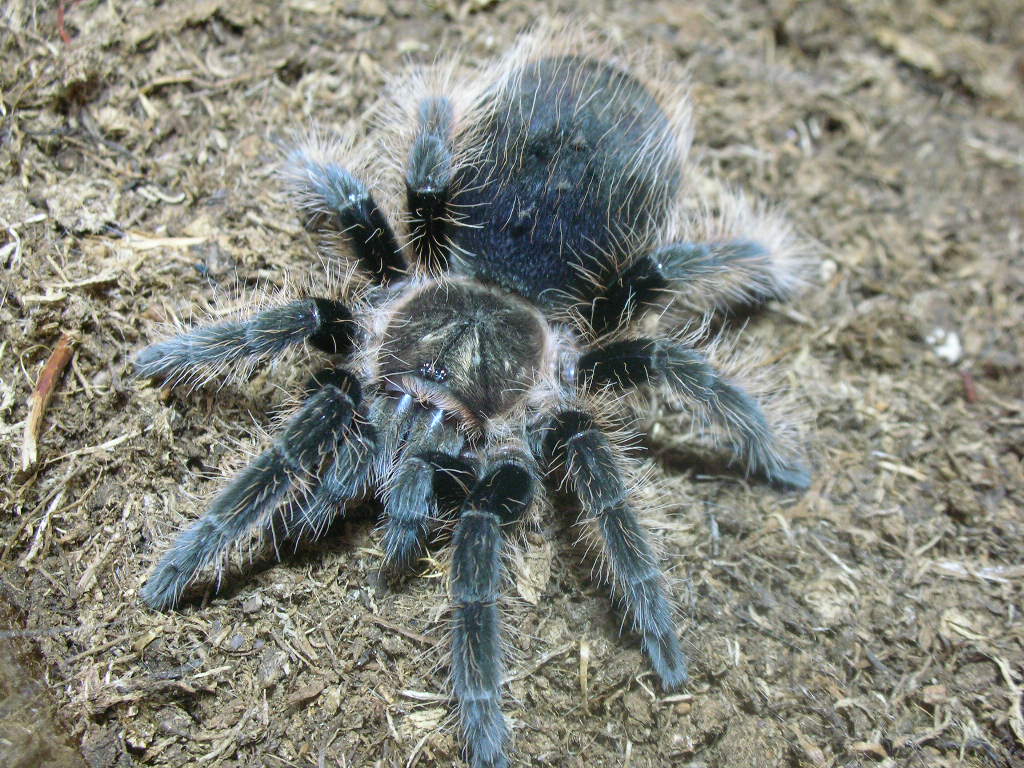 Brachypelma albopilosum