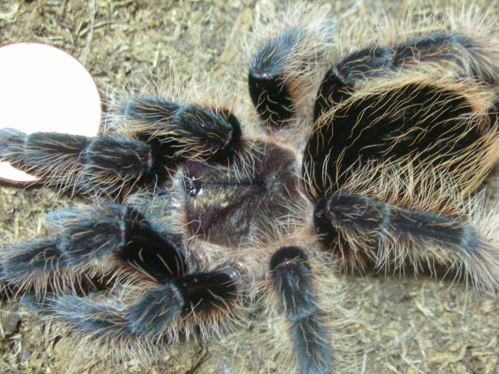 Brachypelma albopilosum