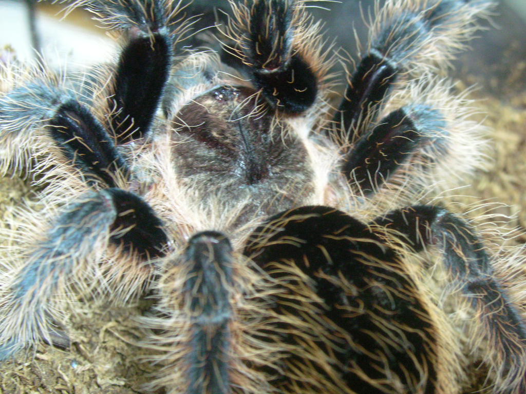 Brachypelma albopilosum