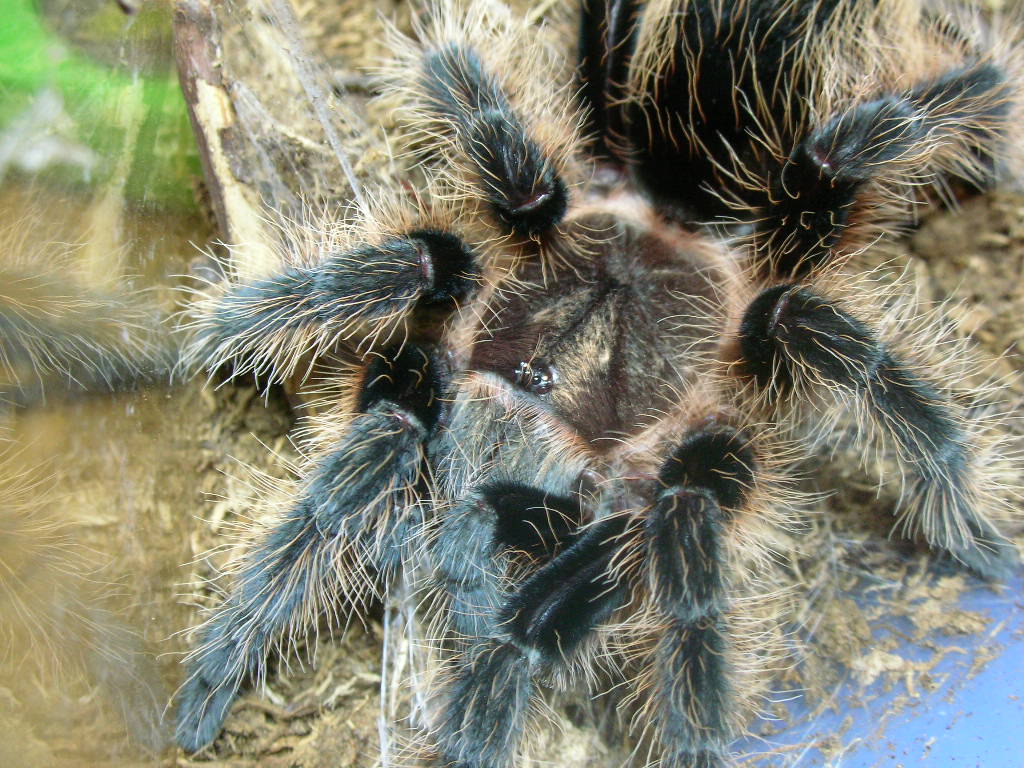 Brachypelma albopilosum