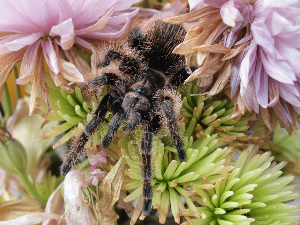 Brachypelma albopilosum