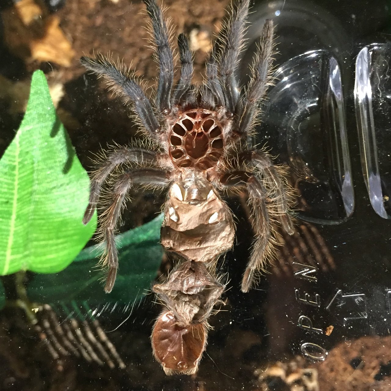 Brachypelma albopilosum