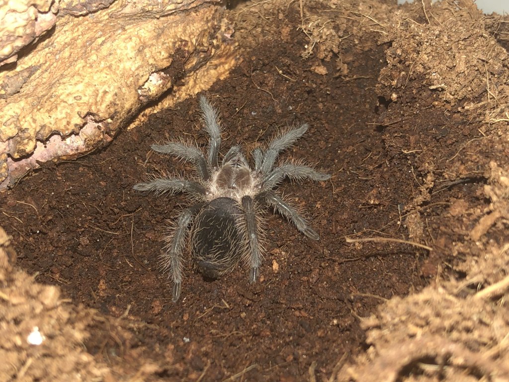 Brachypelma albopilosum