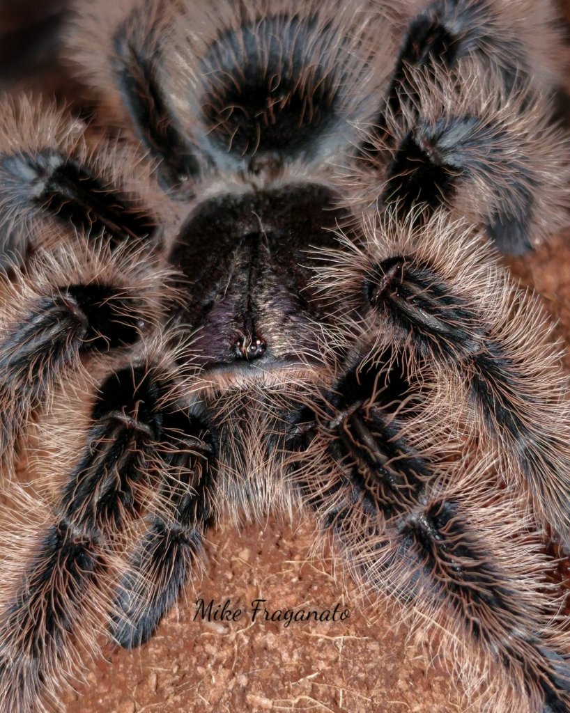 Brachypelma albopilosum