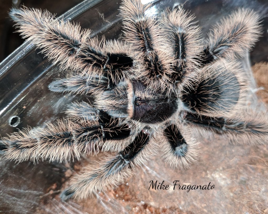 Brachypelma albopilosum