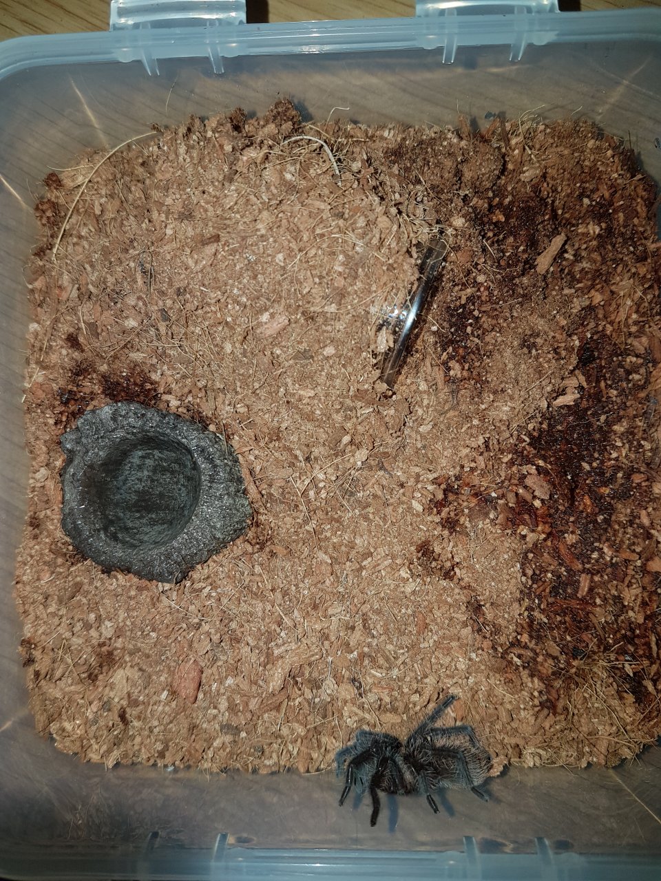 brachypelma albopilosum