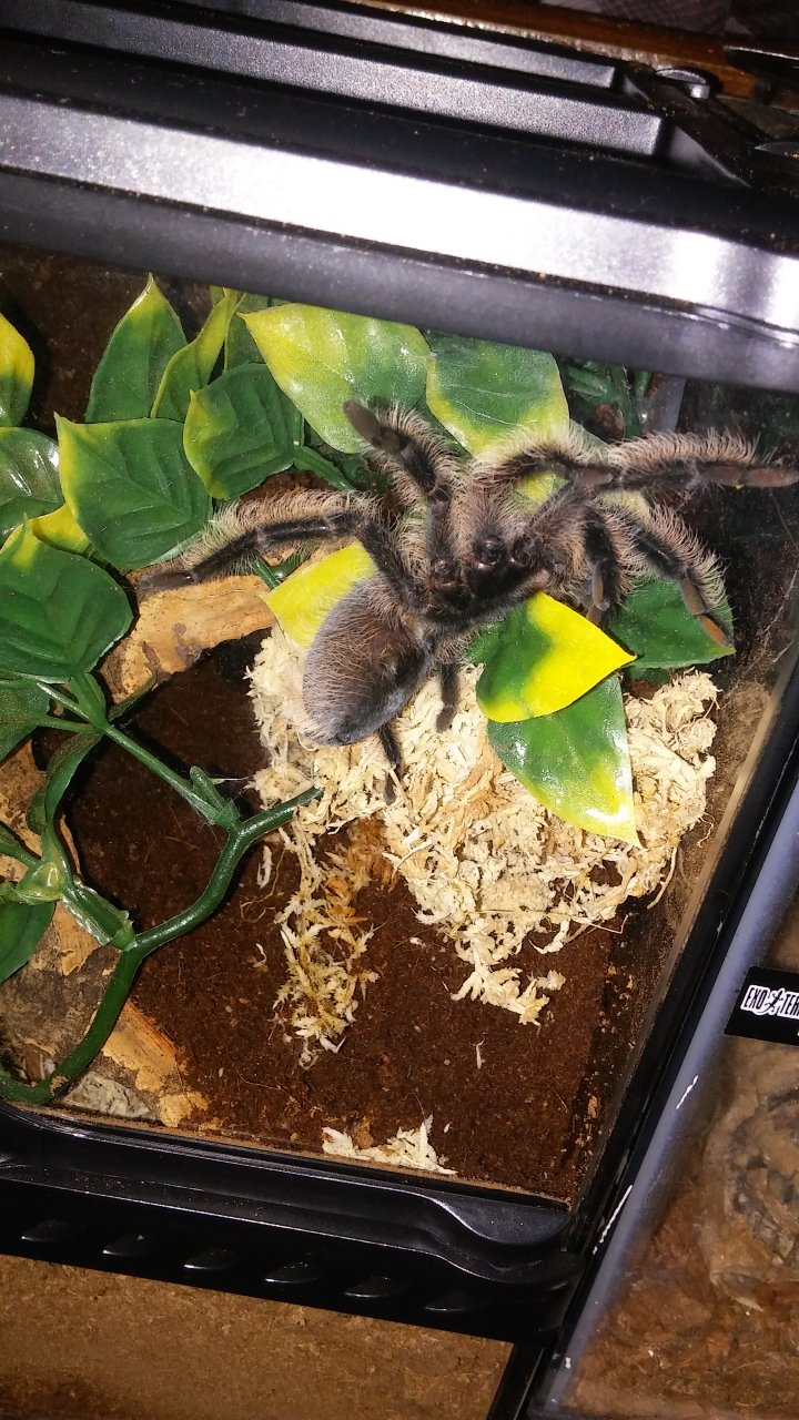 Brachypelma albopilosum