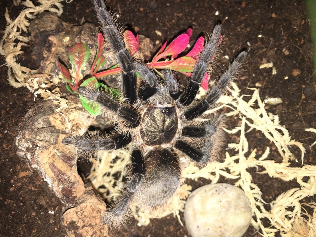 Brachypelma Albopilosum!