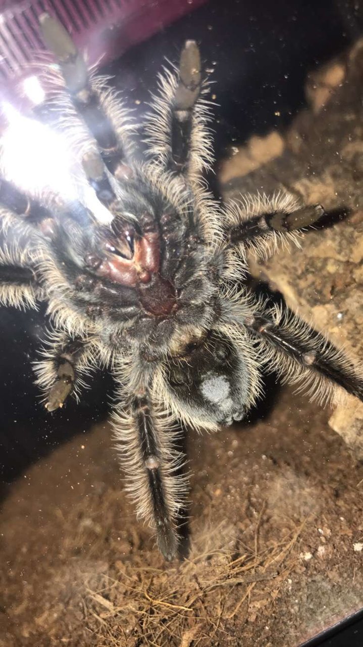 Brachypelma albopilosum