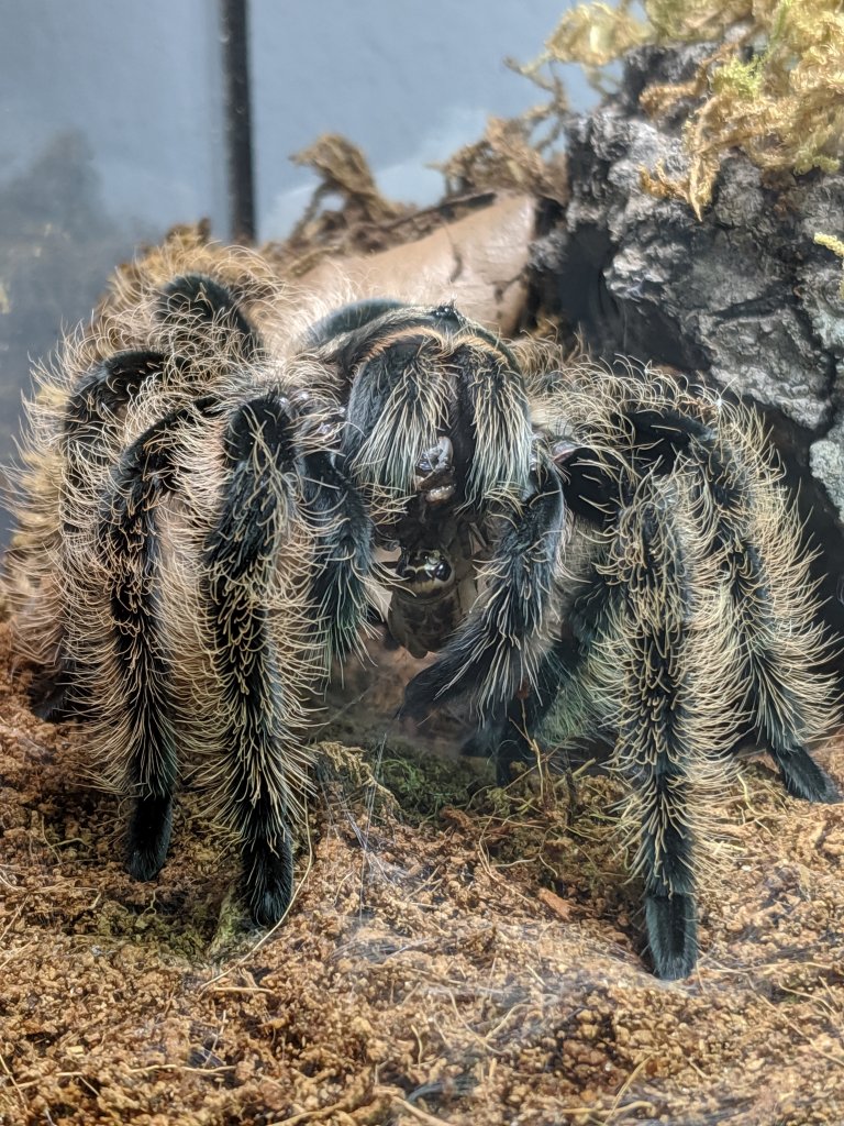 Brachypelma albopilosum