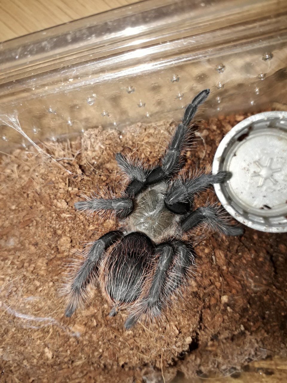 Brachypelma albopilosum