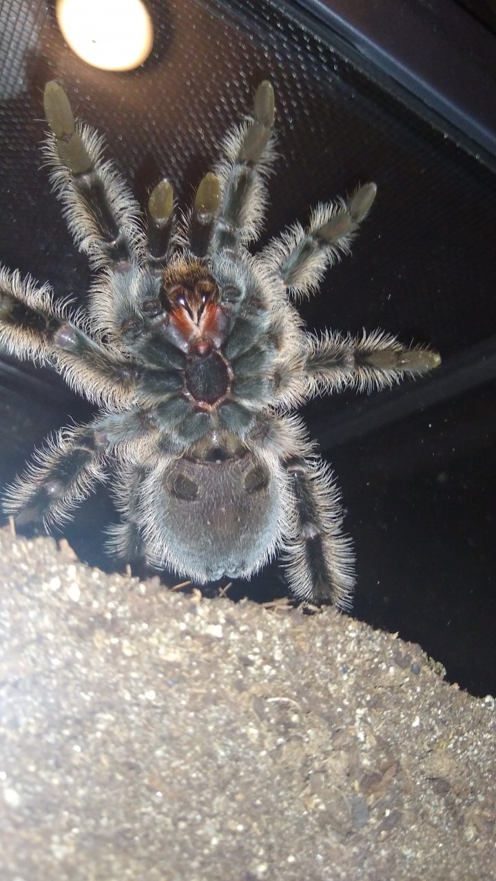 Brachypelma albopilosum