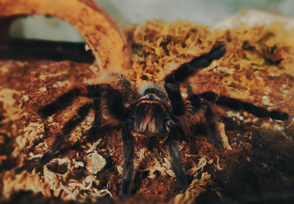 Brachypelma albopilosum