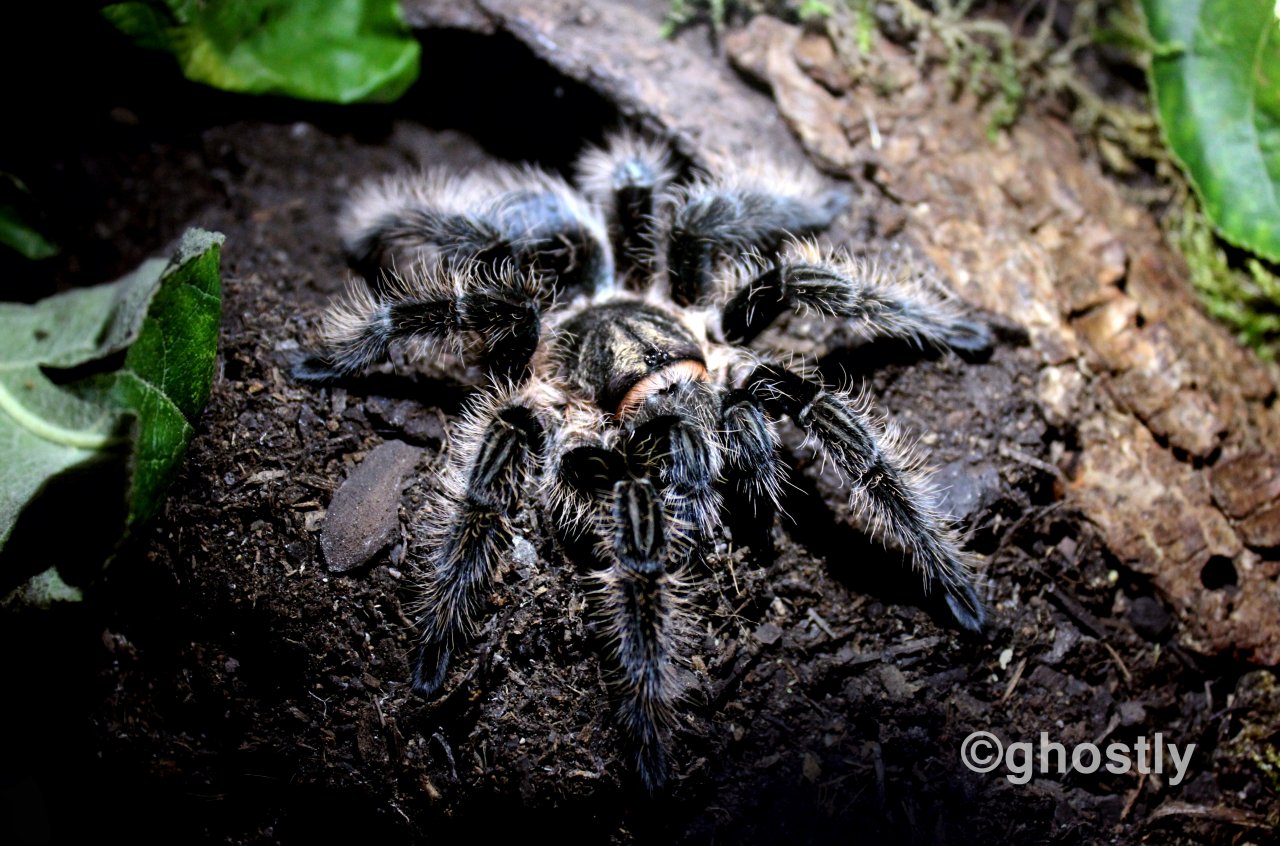 Brachypelma albopilosum