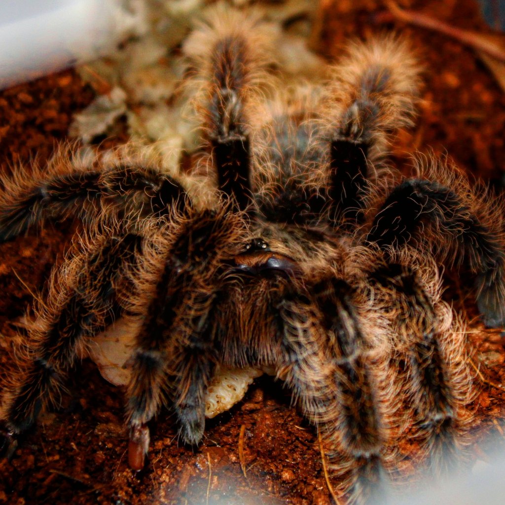 Brachypelma albopilosum