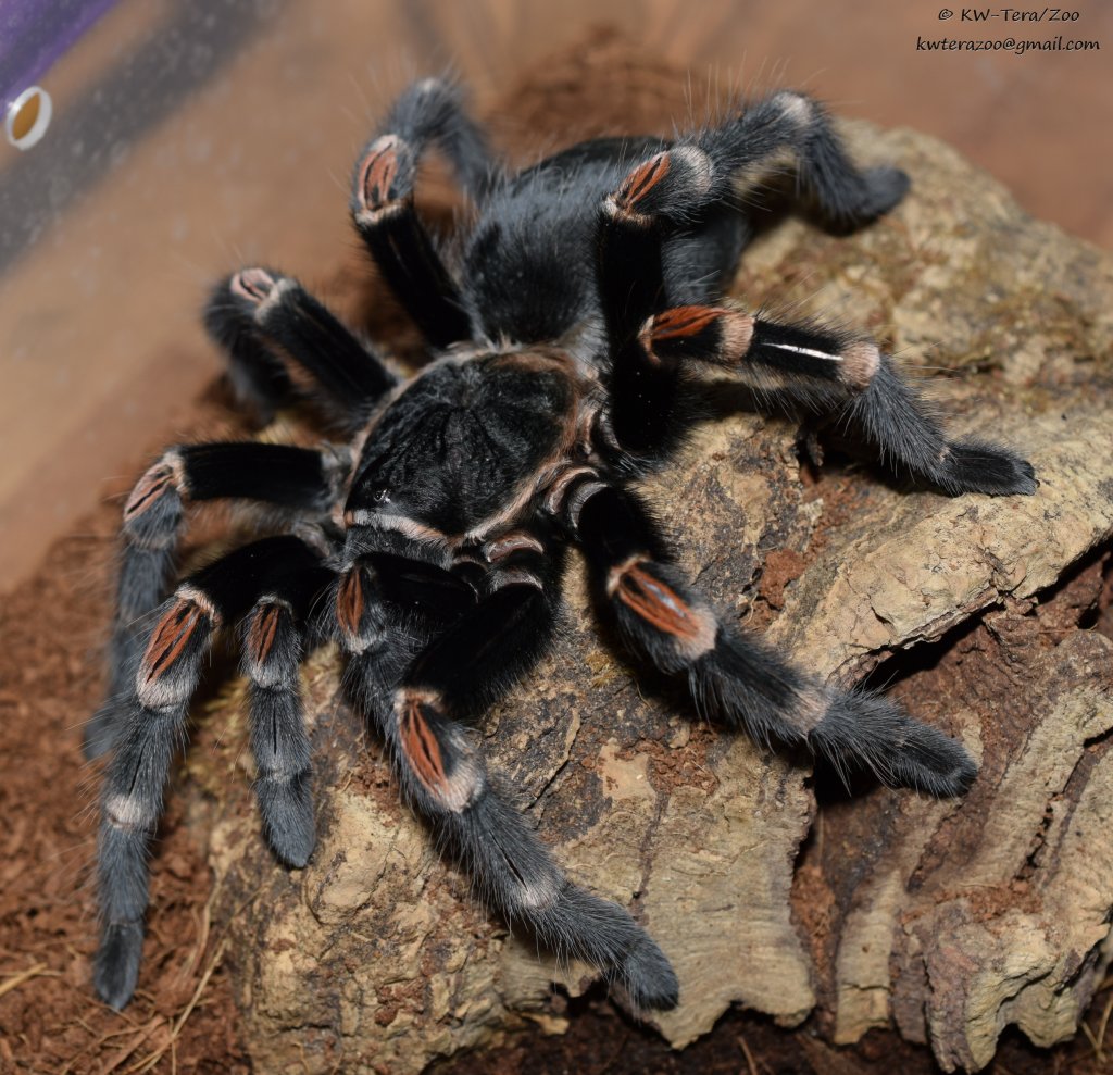 Brachypelma auratum 0,1