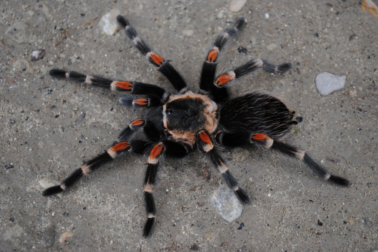 Brachypelma auratum - Female