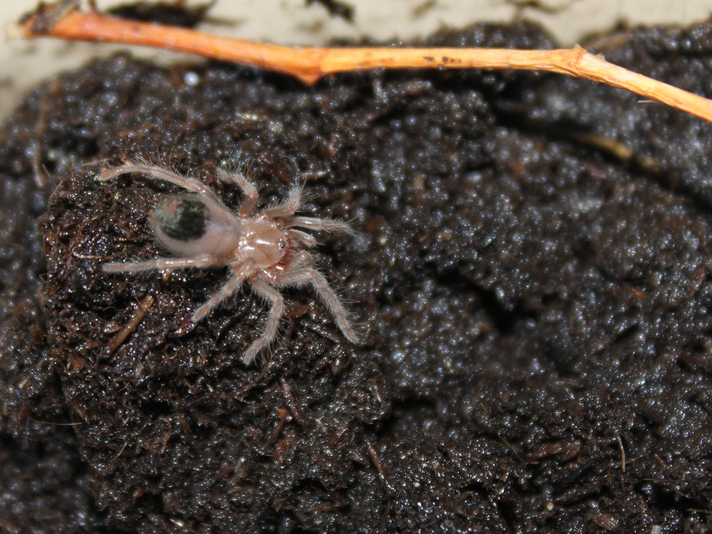 Brachypelma auratum (Mexican flame knee)