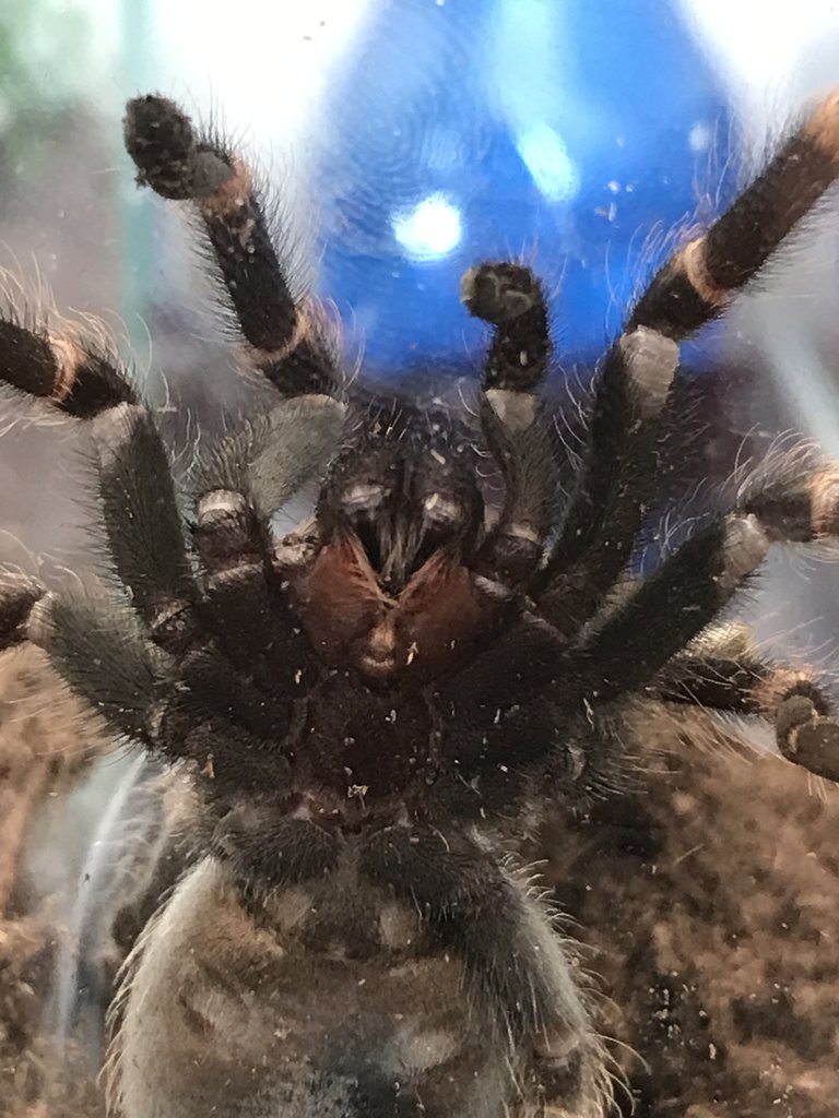 Brachypelma Auratum Sexing