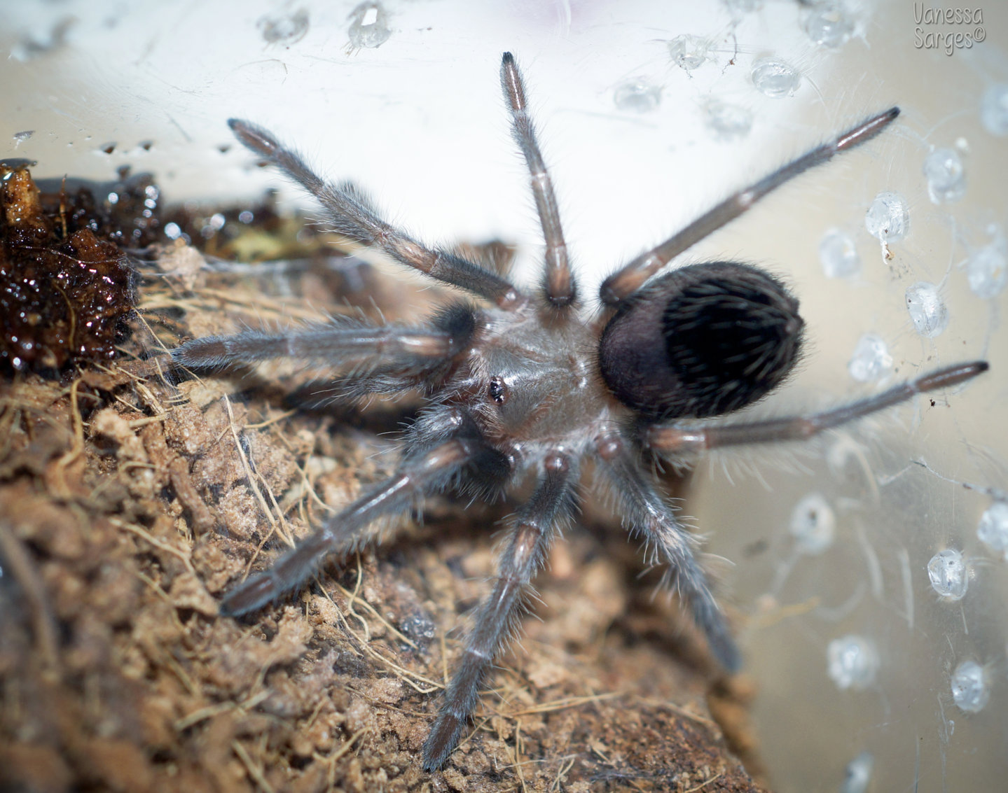 Brachypelma auratum spiderling - ~1.25"