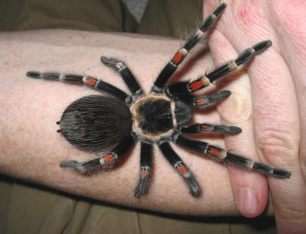 Brachypelma auratum