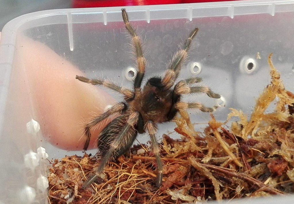 Brachypelma auratum