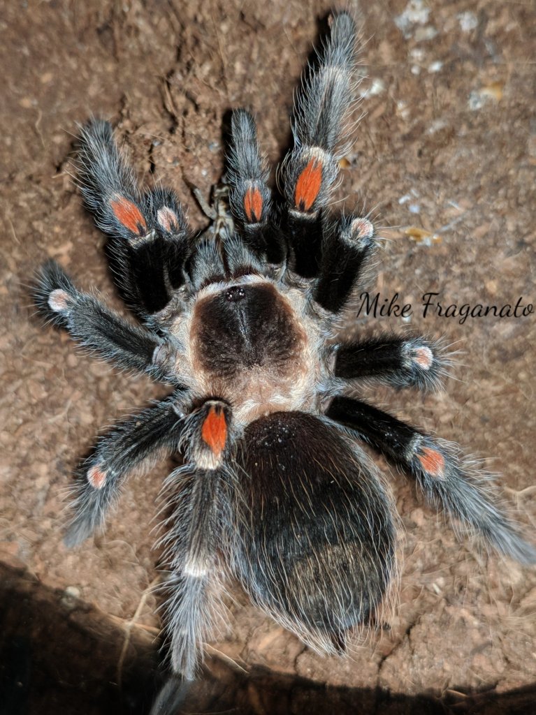 Brachypelma auratum