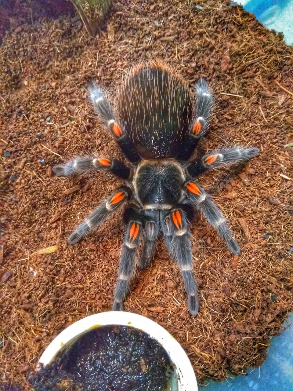 Brachypelma auratum