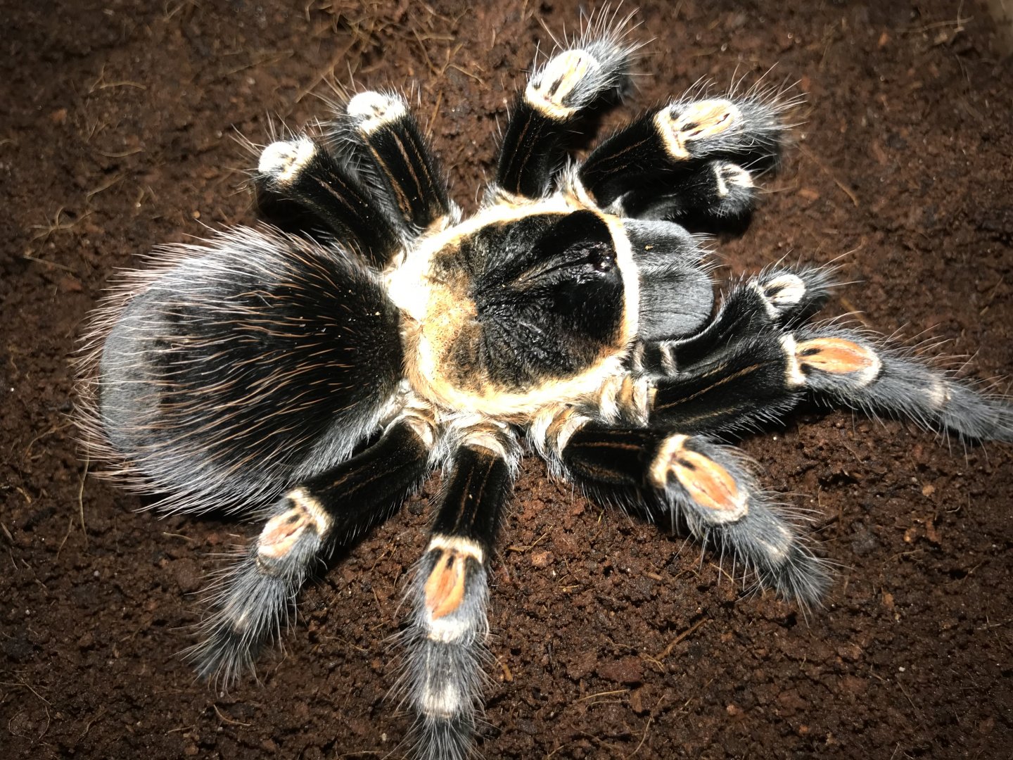 Brachypelma auratum