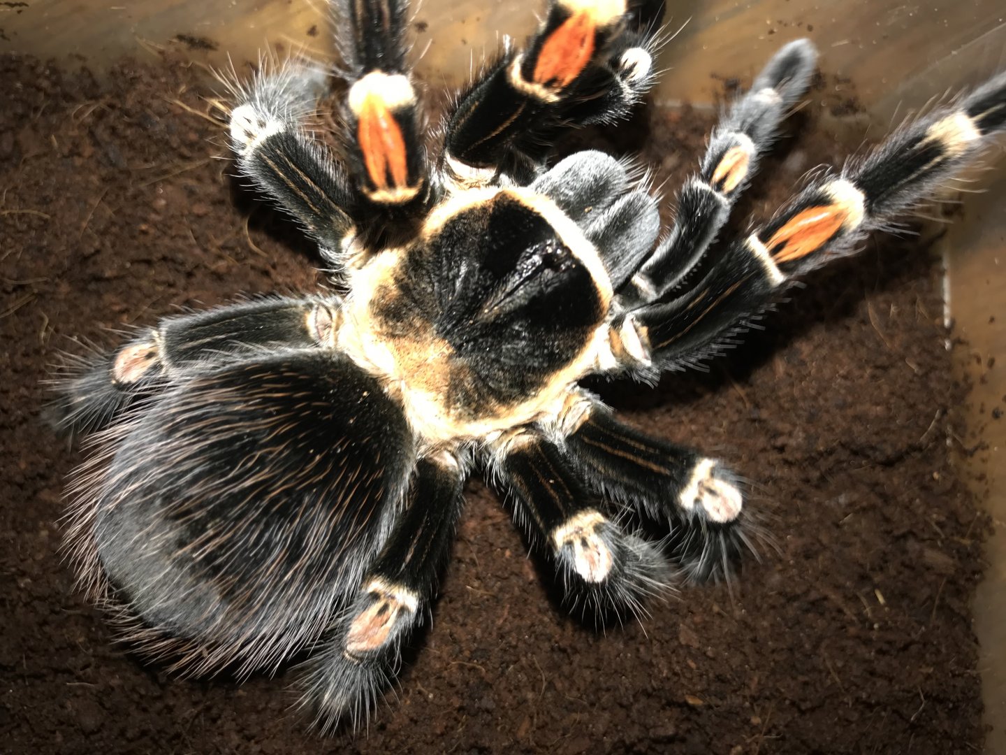 Brachypelma auratum