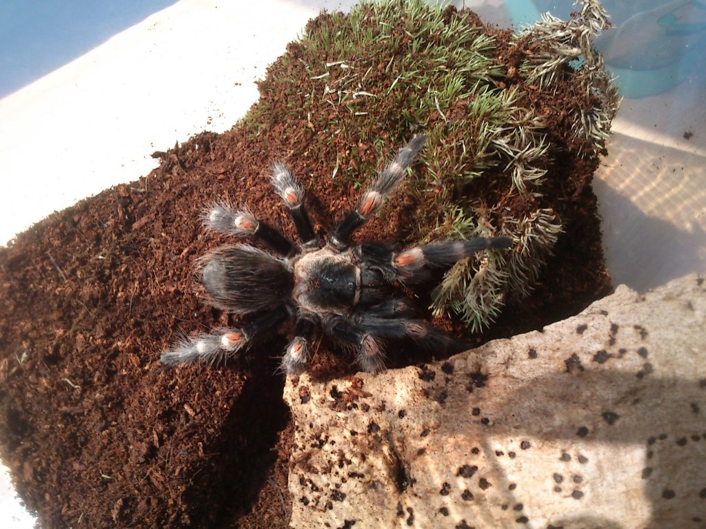 Brachypelma auratum