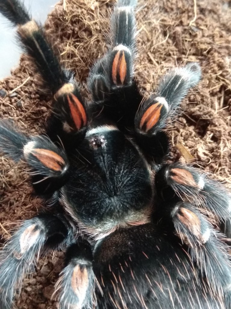 Brachypelma auratum