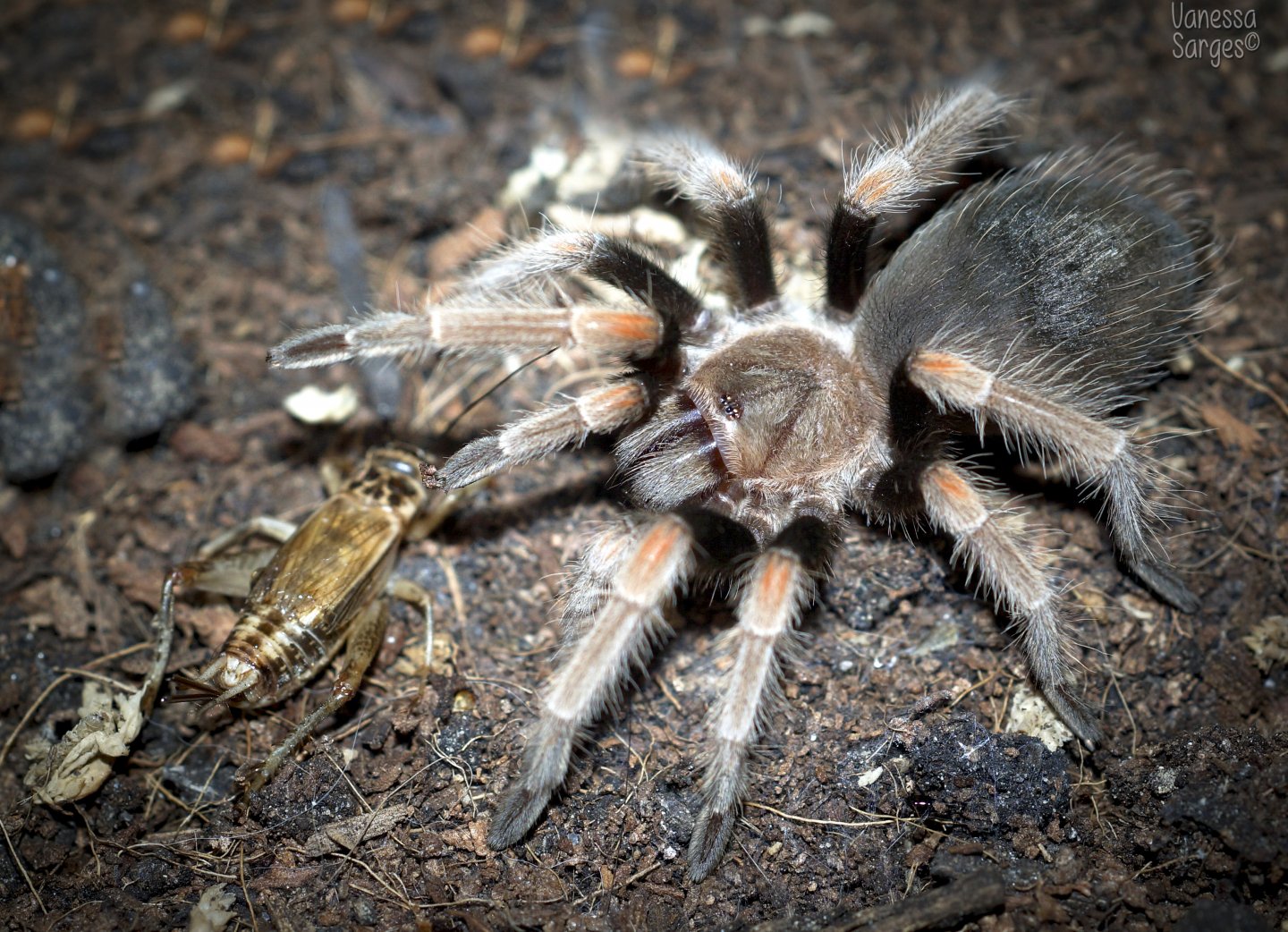 Brachypelma baumgarteni Juvenile Female - 2"